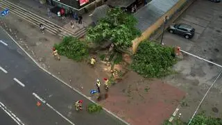 Wiatr powalił drzewo na budki na bazarku