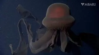Stygiomedusa gigantea