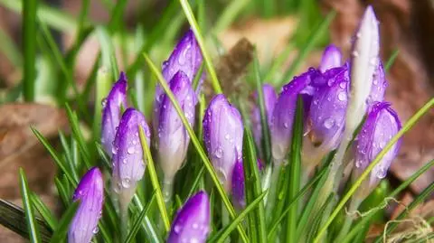 Deszcz, ciepło, słońce