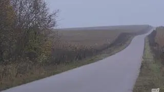 Przez drogę żubry szły