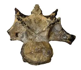 Znaleziony kręg nowego gatunku dinozaura