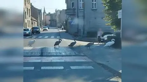 Łabędzie przeszły przez jezdnię mądrzej niż niejeden człowiek