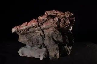 Czaszka krokodyla Confractosuchus sauroktonos