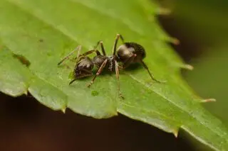 Mrówki z gatunku Formica fusca