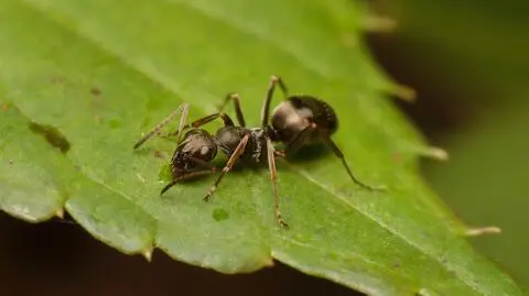 Mrówki z gatunku Formica fusca