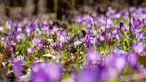 Środa pełna słońca. Na termometrach nawet 19 stopni