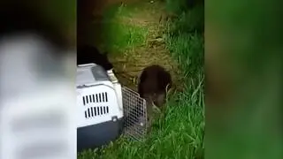 Bóbr wybrał się na wycieczkę po Giżycku