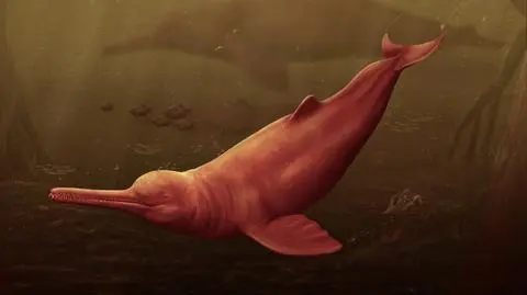 Przed milionami lat w amazońskich jeziorach pływały ogromne delfiny