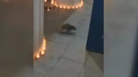 Szop w kościele