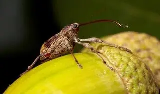 Słonik żołędziowiec 