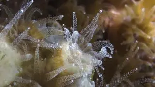 Koralowiec Astrangia poculata