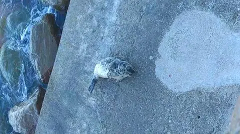 "Ziewnęła, pokazała zęby, podrapała się". Foka na bulwarach