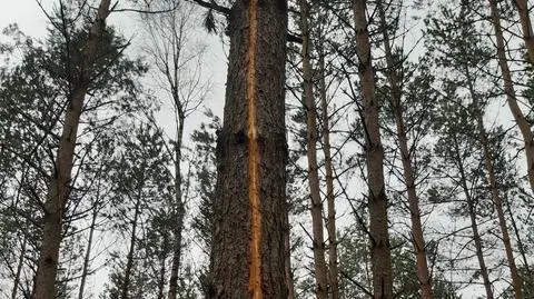 Rysy piorunowe na drzewach