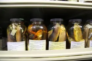 Zachowane okazy śledzia pacyficznego (Clupea pallasii)