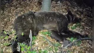 Niedźwiedź z cylindrem na głowie