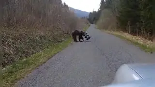 Niedźwiedź z cylindrem na głowie