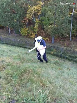 Łabędź na drodze ekspresowej 