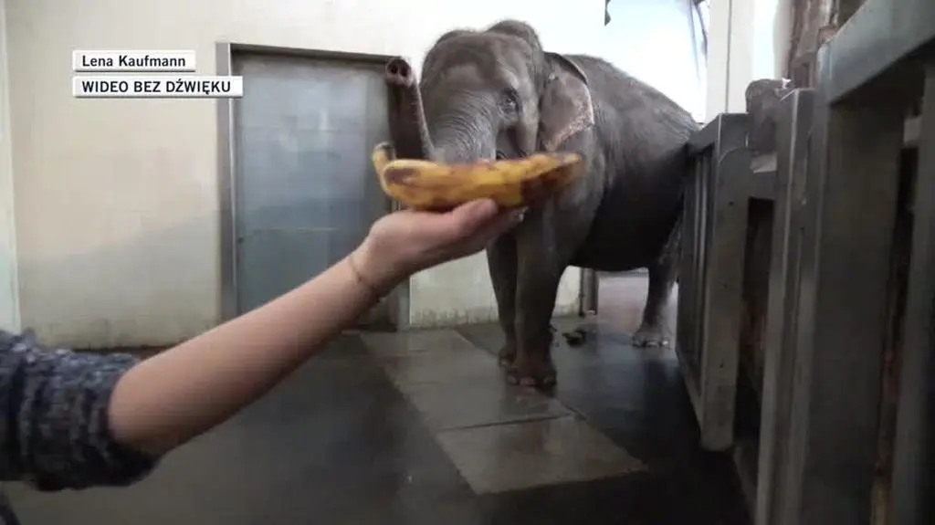 Słonica obiera banana