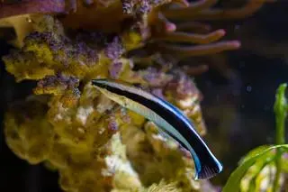 Wargatek sanitarny (Labroides dimidiatus), zdjęcie poglądowe 