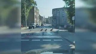 Łabędzia rodzina z Wąbrzeźna