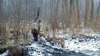 Warchlaki w cętki