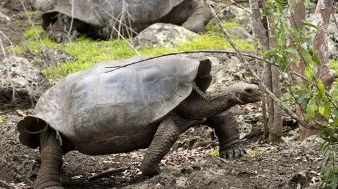 Żółw, dla którego stosuje się nazwę Chelonoidis chathamensis