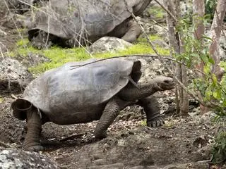Żółw, dla którego stosuje się nazwę Chelonoidis chathamensis