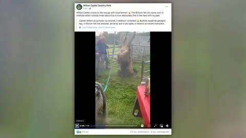 Byczek wpadł do zapadliska