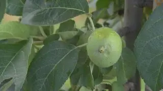 Zniszczenia sadu są ogromne