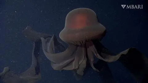 Stygiomedusa gigantea