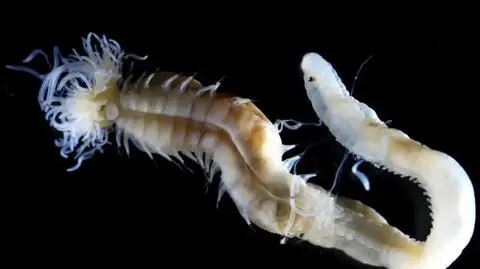 Mityczne potwory odkryte w japońskich głębinach. Potrafią rozświetlać ocean