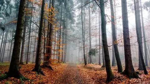 Pochmurna i mglista niedziela
