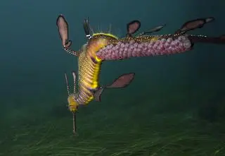 Smok morski z potomstwem przyklejonym do ogona