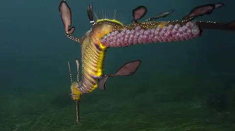 Smok morski z potomstwem przyklejonym do ogona