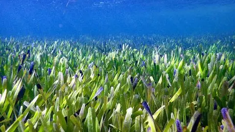 Odkryto największą roślinę świata. Jest długa na 180 kilometrów i "powstała z pojedynczej sadzonki"
