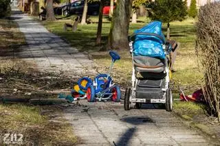 Ułamana gałąź raniła przechodnia w Zabrzu