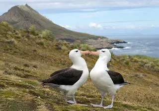 Albatrosy coraz częściej się rozstają
