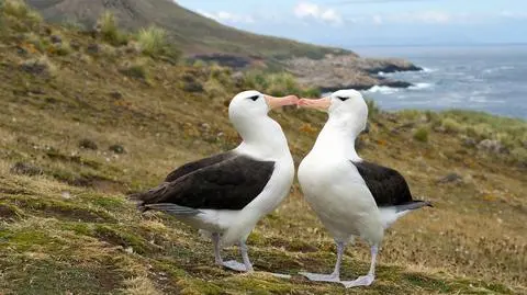 Albatrosy coraz częściej się rozstają