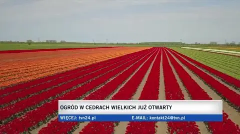Tulipanowe pole na Żuławach