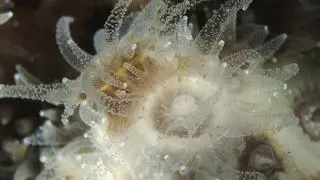 Koralowiec Astrangia poculata w laboratorium 
