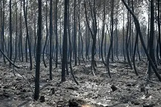 Spalony las w rejonie miejscowości Belin-Beliet
