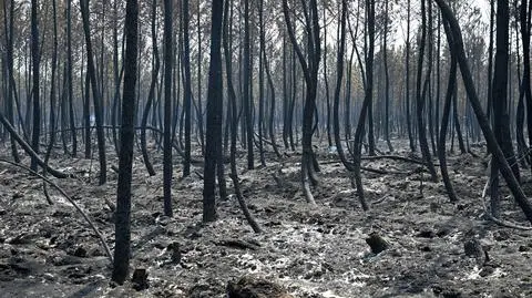 "Księżycowy krajobraz". Polscy strażacy w drodze do Francji