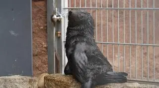 Alfie, kotik z wrocławskiego zoo