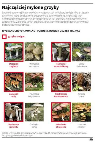 Grzyby trujące i jadalne bywają do siebie bardzo podobne