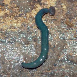 Diversibipalium mayottensis
