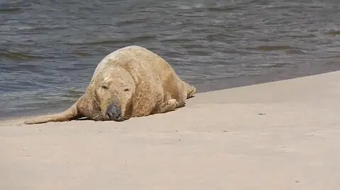 Foka na plaży w Ustce. "Wyglądała na wychudzoną"