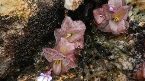 Pinguicula ombrophila