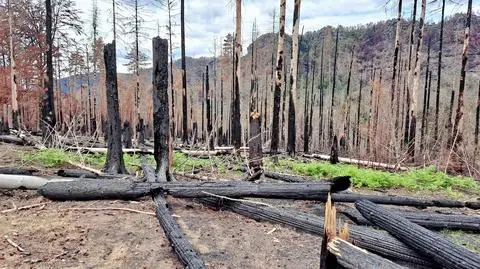 "Wszystko wygląda przerażająco"