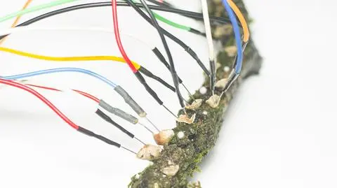 Rozszczepka pospolita (Schizophyllum commune)