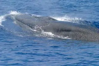 Płetwal Rice'a (Balaenoptera ricei)